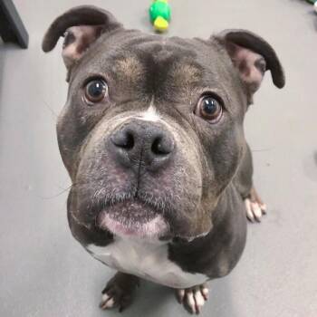 Terrier Dogs Available for Adoption - Olive | PetCurious