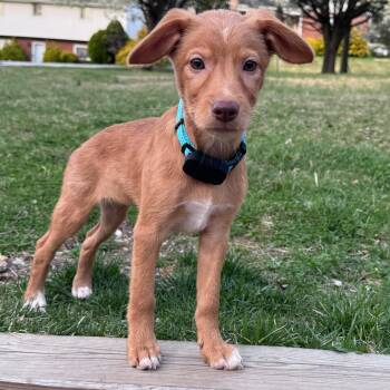 Mixed Breed Dogs Available for Adoption - Marlin | PetCurious