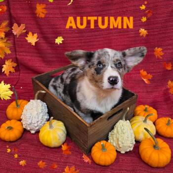 Autumn -  Cardigan Welsh Corgi Dog for Adoption in Newberg, Oregon - Autumn | PetCurious