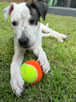 Rescue Australian Cattle Dog Blue Heeler and Pit Bull Terrier Dogs for Adoption in Wake Forest, North Carolina - Hailey | PetCurious