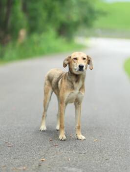 Harley (family dog) -  Labrador Retriever Dog for Adoption in Lucedale, Mississippi - Harley (family Dog) | PetCurious