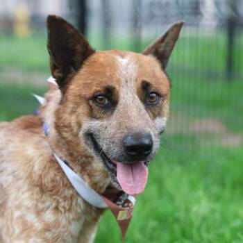 MOOCH -  Australian Cattle Dog Blue Heeler Dog for Adoption in San Antonio, Texas - MOOCH | PetCurious