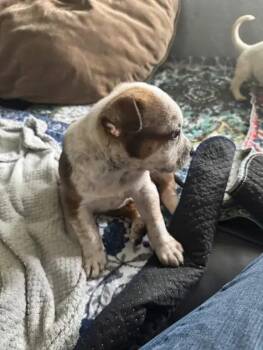 Mixed Breed Dogs Available for Adoption in Wyoming, Michigan - Carmelow | PetCurious