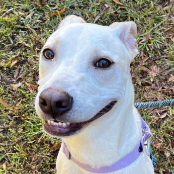 Rescue Labrador Retriever and American Staffordshire Terrier Dogs for Adoption in Raleigh, North Carolina - Cole | PetCurious
