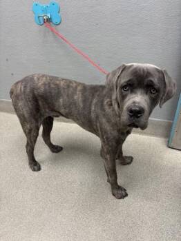 OZZY -  Cane Corso Dog Available for Adoption in Las Vegas, Nevada - OZZY | PetCurious