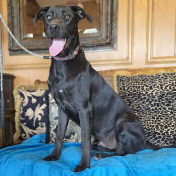 Buddy -  Blue Lacy and Labrador Retriever Dog for Adoption in Boerne, Texas - Buddy | PetCurious