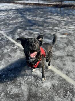Border Collie and Black Labrador Retriever Dogs Available for Adoption in Mississauga, Ontario - Eden | PetCurious