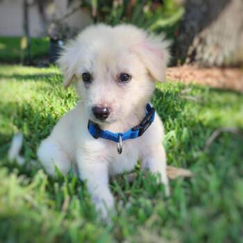 Biscuit -  Great Pyrenees Dog for Adoption in Clearwater, Florida - Biscuit | PetCurious