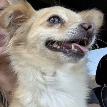 POPPY -  Pomeranian and Chihuahua Dog for Adoption in San Juan Capistrano, California - POPPY | PetCurious