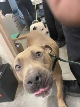 Cora HW+ Fostered -  Mixed Breed Dog for Adoption in Seneca, South Carolina - Cora HW+ Fostered | PetCurious