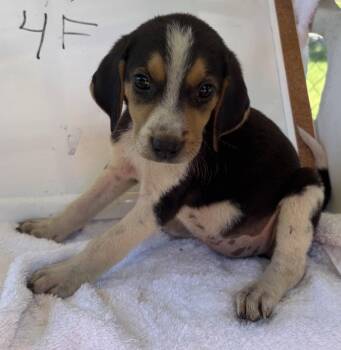 Autumn Juliet: Pending -  Foxhound Dog for Adoption in Rustburg, Virginia - Autumn Juliet: Pending | PetCurious