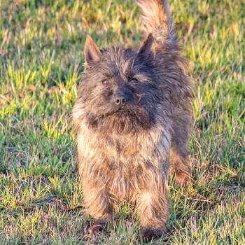 Cairn Terrier Dogs Available for Adoption in St. Louis, Missouri - ALTERNATOR | PetCurious