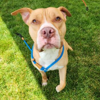 Myster -  Pit Bull Terrier Dog for Adoption in Fort Wayne, Indiana - Myster | PetCurious