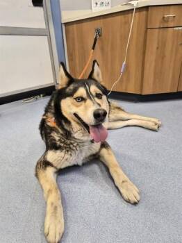 Siberian Husky and Mixed Breed Dogs Available for Adoption in San Jose, California - ACE | PetCurious