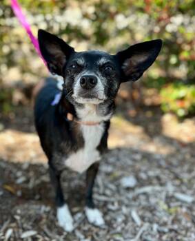Marzipan -  Chihuahua Dog for Adoption in Palo Alto, California - Marzipan | PetCurious