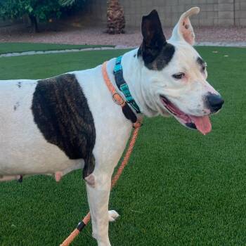 Hollis -  Pit Bull Terrier Dog for Adoption in Apache Junction, Arizona - Hollis | PetCurious