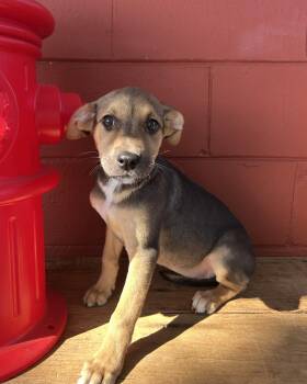 Rescue Hound and Labrador Retriever Dogs for Adoption in Pensacola, Florida - Haven | PetCurious