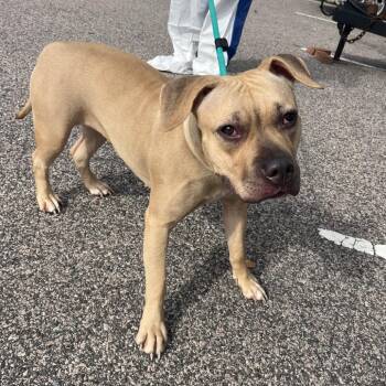 Sandy -  Pit Bull Terrier Dog for Adoption in Philadelphia, Pennsylvania - Sandy | PetCurious