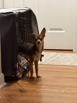 Quirk -  Chihuahua Dog for Adoption in Littleton, Colorado - Quirk | PetCurious