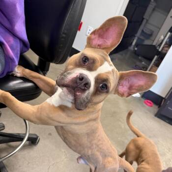 Beast -  French Bulldog and Mixed Breed Dog for Adoption in Tampa, Florida - Beast | PetCurious