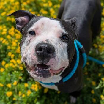 Daisy -  Terrier Dog for Adoption in North Syracuse, New York - Daisy | PetCurious