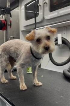 CLAYTON -  Maltese and Mixed Breed Dog for Adoption in San Bernardino, California - CLAYTON | PetCurious