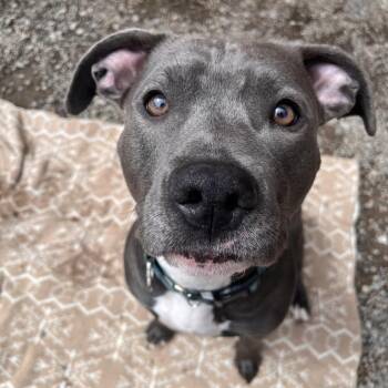 Lexi Luna -  Mixed Breed Dog for Adoption in Fairport, New York - Lexi Luna | PetCurious