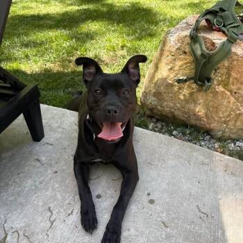 Pit Bull Terrier and Labrador Retriever Dogs Available for Adoption in Cumming, Georgia - Inspector Bark  | PetCurious