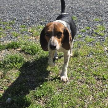 Beagle Dogs Available for Adoption - Cowboy | PetCurious