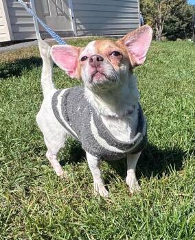 Pearl -  Chihuahua and Dachshund Dog for Adoption in Pine Grove, Pennsylvania - Pearl | PetCurious