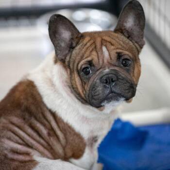Uncle Rex ( MY26-74) -  French Bulldog Dog for Adoption in Peyton, Colorado - Uncle Rex ( MY26-74) | PetCurious