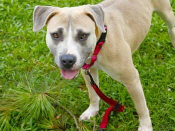 Rescue American Bulldog and Mixed Breed Dogs for Adoption in Tallahassee, Florida - ALLIE GATOR | PetCurious