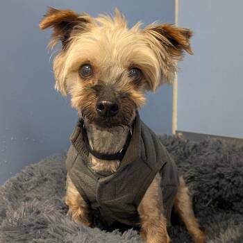 Mozzie -  Yorkshire Terrier and Maltese Dog for Adoption in New Castle, Delaware - Mozzie | PetCurious