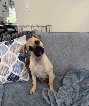 Pug Dogs Available for Adoption in Marlboro Township, New Jersey - Faro | PetCurious