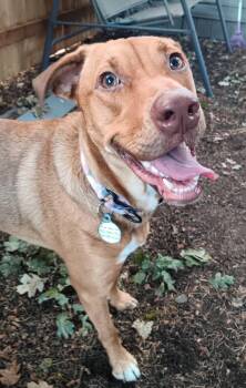 Sadie -  Labrador Retriever and Vizsla Dog for Adoption in Richmond, Texas - Sadie | PetCurious