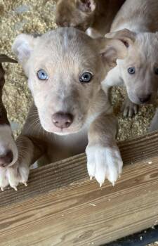 Australian Kelpie and Australian Shepherd Dogs Available for Adoption - Winnie  | PetCurious