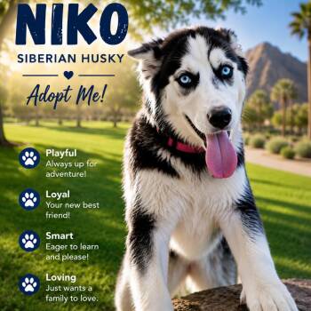 Niko -  Husky Dog for Adoption in Phoenix, Arizona - Niko | PetCurious