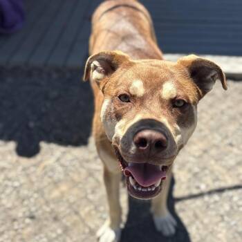 Bandit -  Pit Bull Terrier and Shepherd Dog for Adoption in San Pablo, California - Bandit | PetCurious
