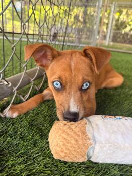 Andy -  Mixed Breed Dog Available for Adoption in New York, New York - Andy | PetCurious