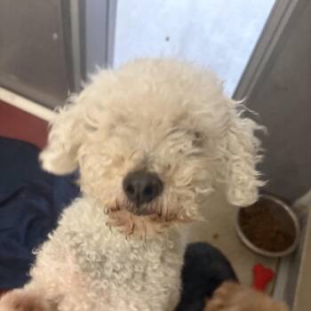 Rescue Poodle Dogs for Adoption in Pekin, Illinois - Peanut | PetCurious