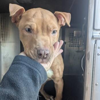Pit Bull Terrier Dogs Available for Adoption in Birmingham, Alabama - Murdock | PetCurious