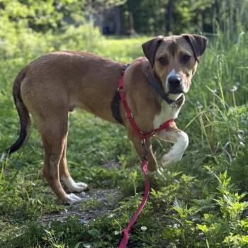 Cooper -  Mixed Breed Dog for Adoption in Beacon, New York - Cooper | PetCurious