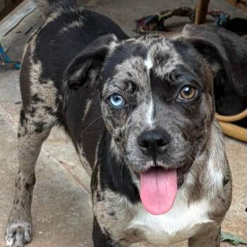 Xeno -  Pug and Mixed Breed Dog for Adoption in Newcastle, Oklahoma - Xeno | PetCurious