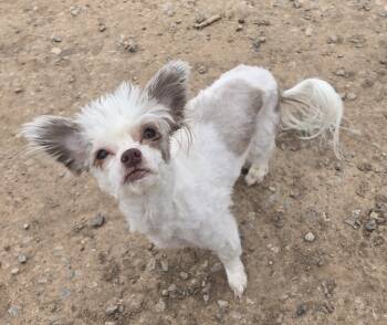 Shih Tzu Dogs Available for Adoption - **ZEUS | PetCurious
