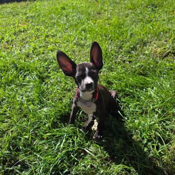 Max -  Labrador Retriever and Chiweenie Dog for Adoption - Max | PetCurious