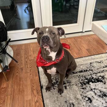 Rico -  Pit Bull Terrier Dog for Adoption in Dallas, Texas - Rico | PetCurious