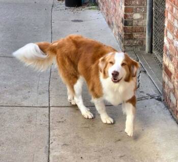 Jack O -  Australian Shepherd Dog for Adoption in Aurora, Indiana - Jack O | PetCurious