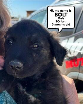 Shepherd Dogs Available for Adoption - Bolt | PetCurious