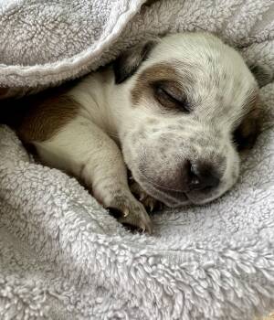 Rescue Terrier and Boxer Dogs for Adoption in Waxhaw, North Carolina - Dolly | PetCurious