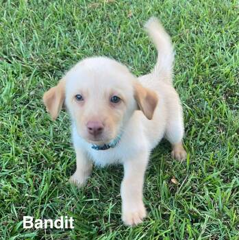 Bandit -  Pomsky Dog for Adoption in Glocester, Rhode Island - Bandit | PetCurious